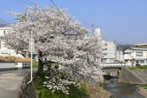 浜田川どうどう縁の桜